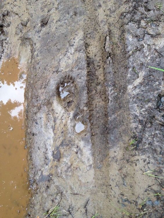  This area is very remote with a lot of wildlife. Bear tracks in the mud not much older than my tire tracks.